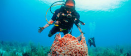 Buceador admirando un coral en Belice centroamérica