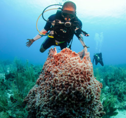 Buceador admirando un coral en Belice